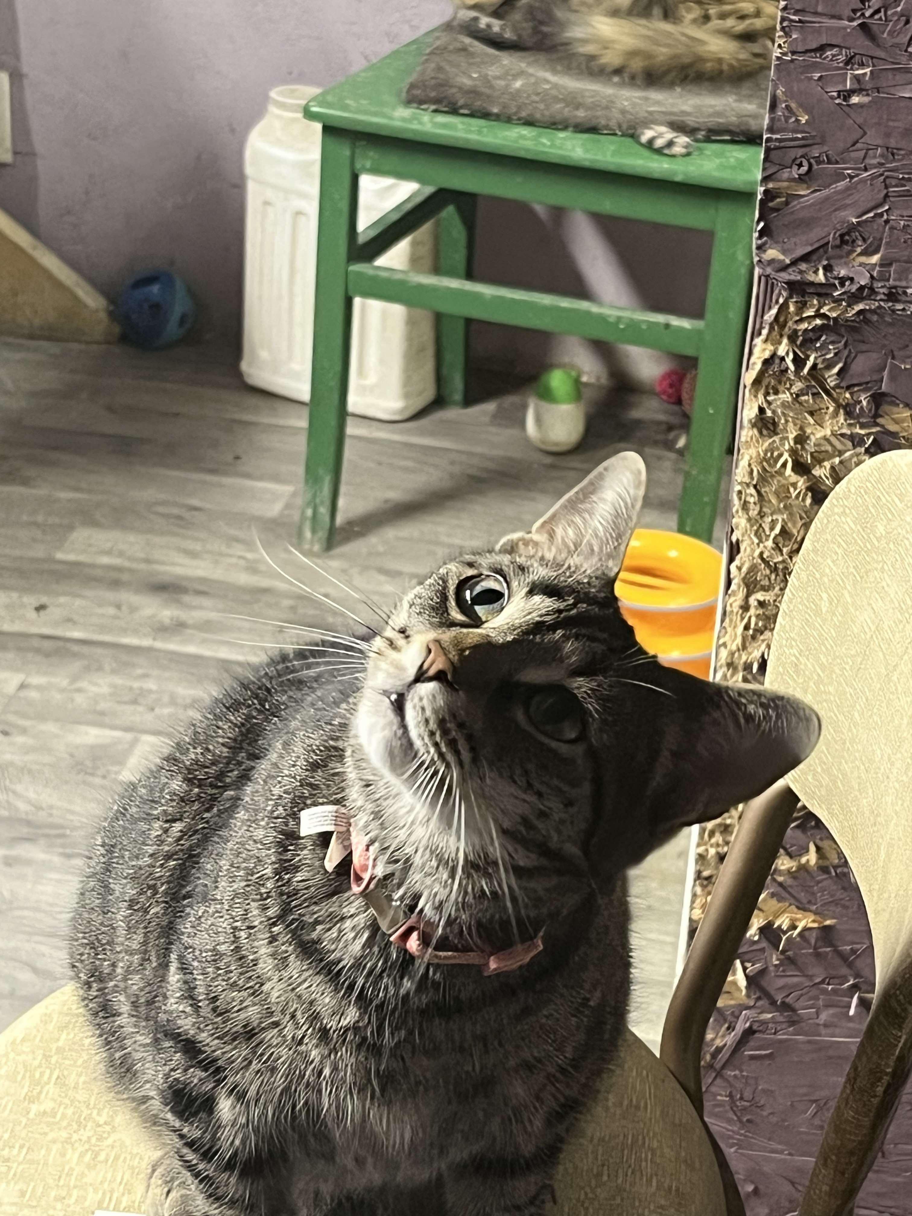 Enlarge Scat Kat Jones, a Adoptable mixed breed in Indianapolis, IN image 4/6