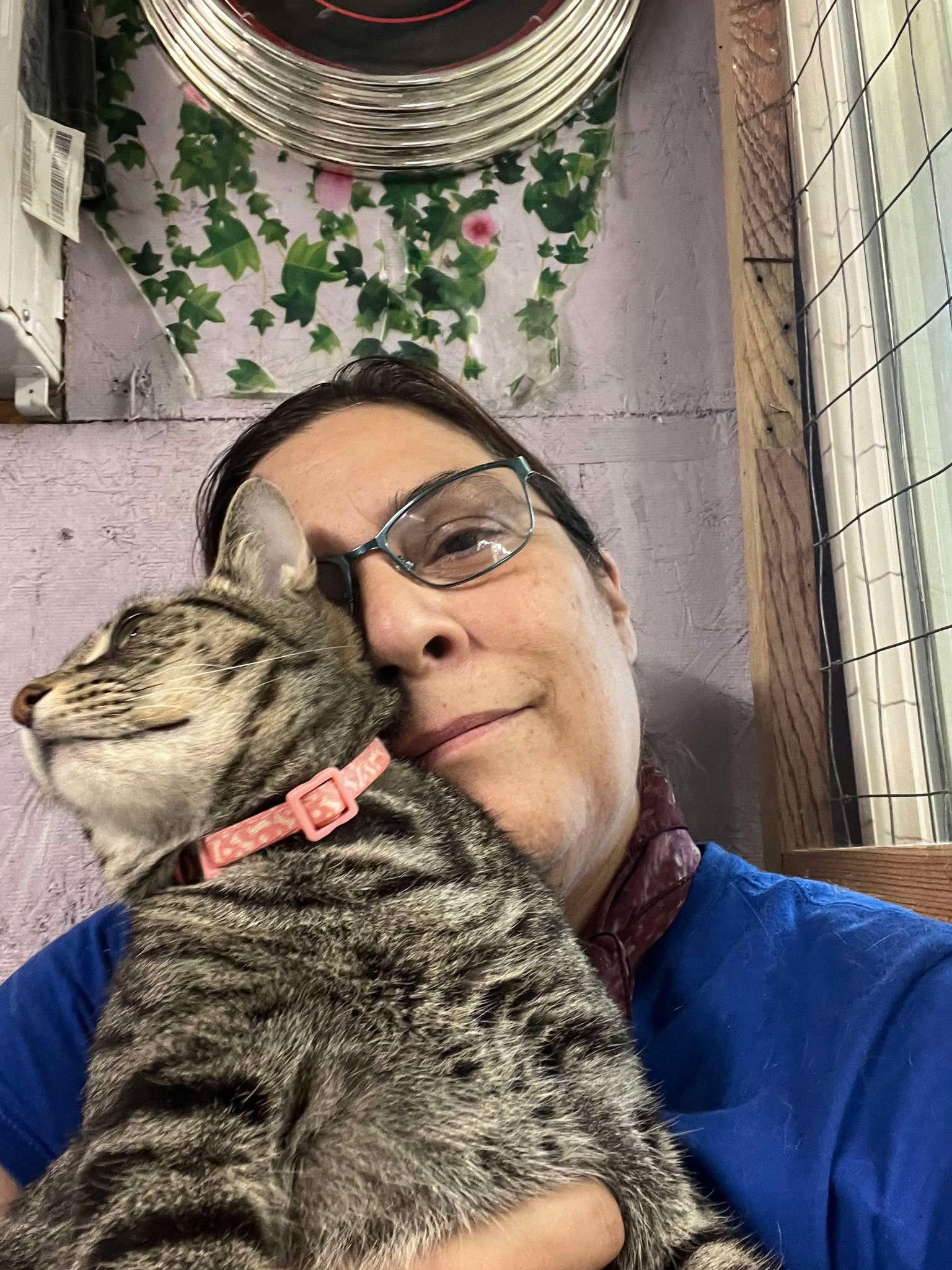 Enlarge Scat Kat Jones, a Adoptable mixed breed in Indianapolis, IN image 3/6