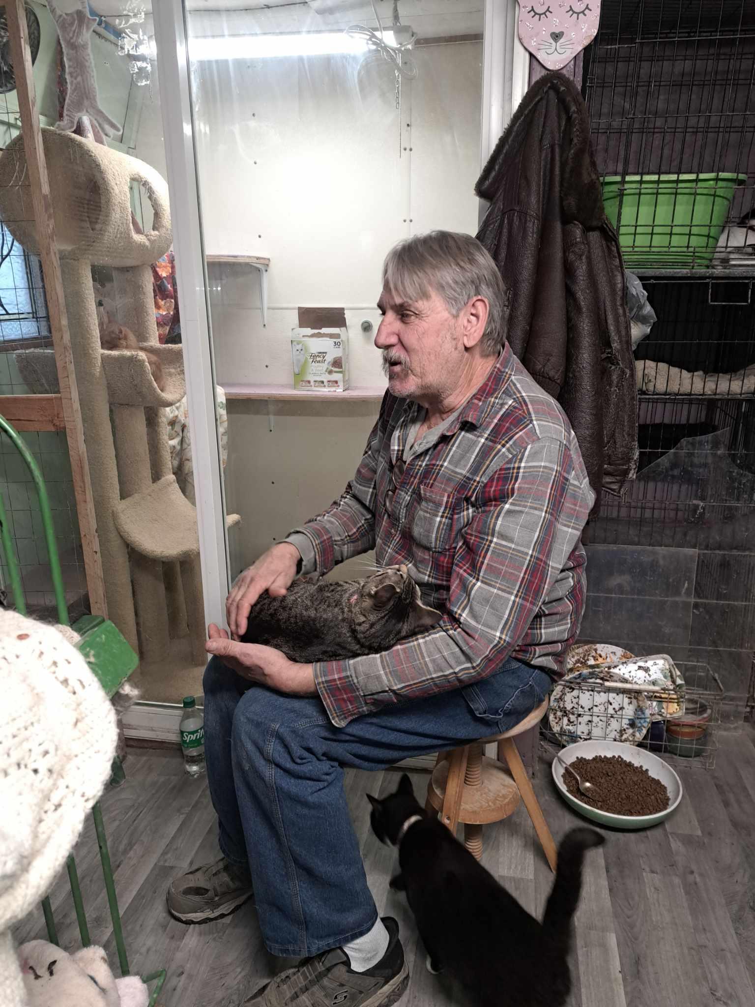 Enlarge Scat Kat Jones, a Adoptable mixed breed in Indianapolis, IN image 5/6