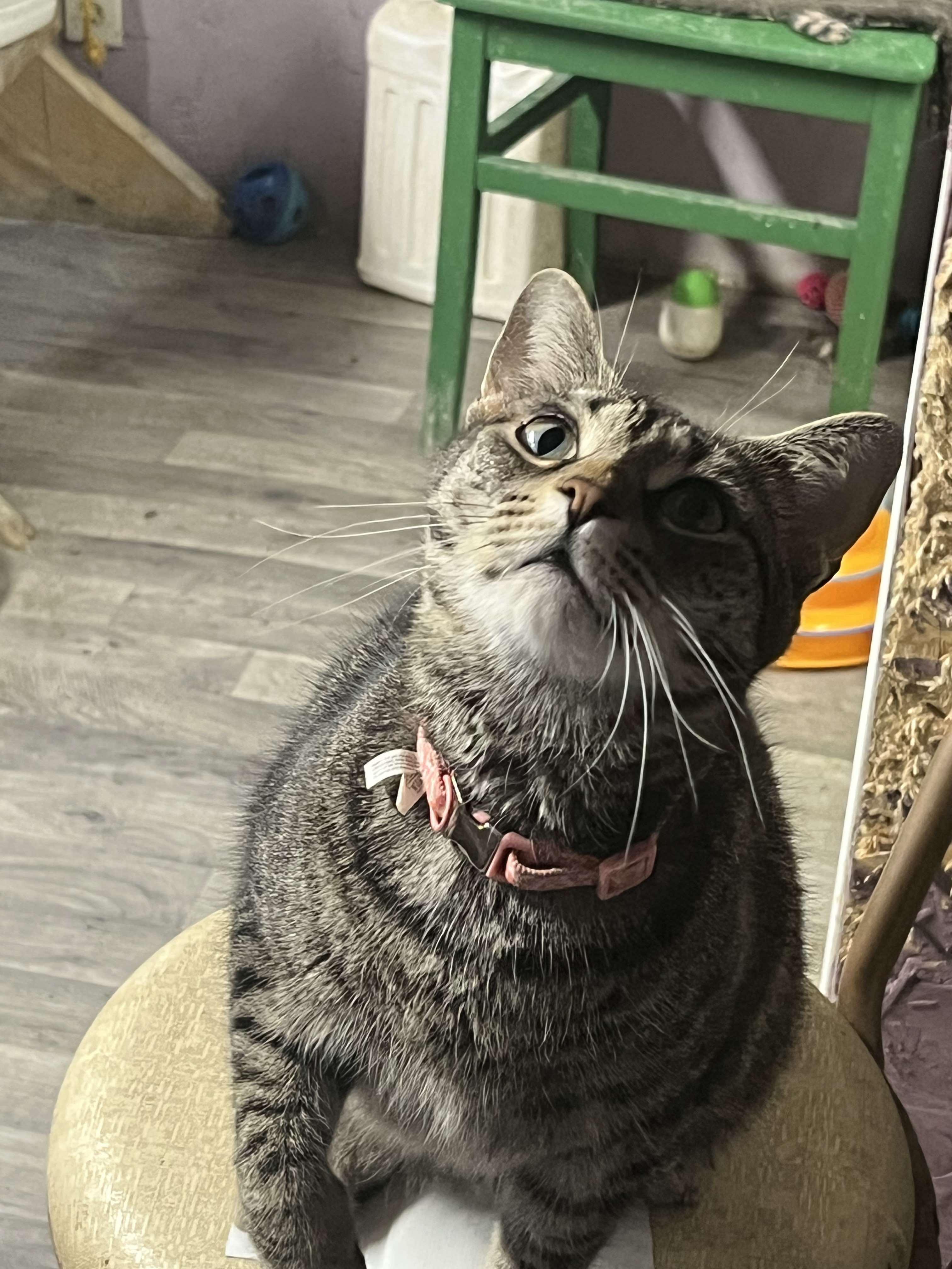 Enlarge Scat Kat Jones, a Adoptable mixed breed in Indianapolis, IN image 1/6