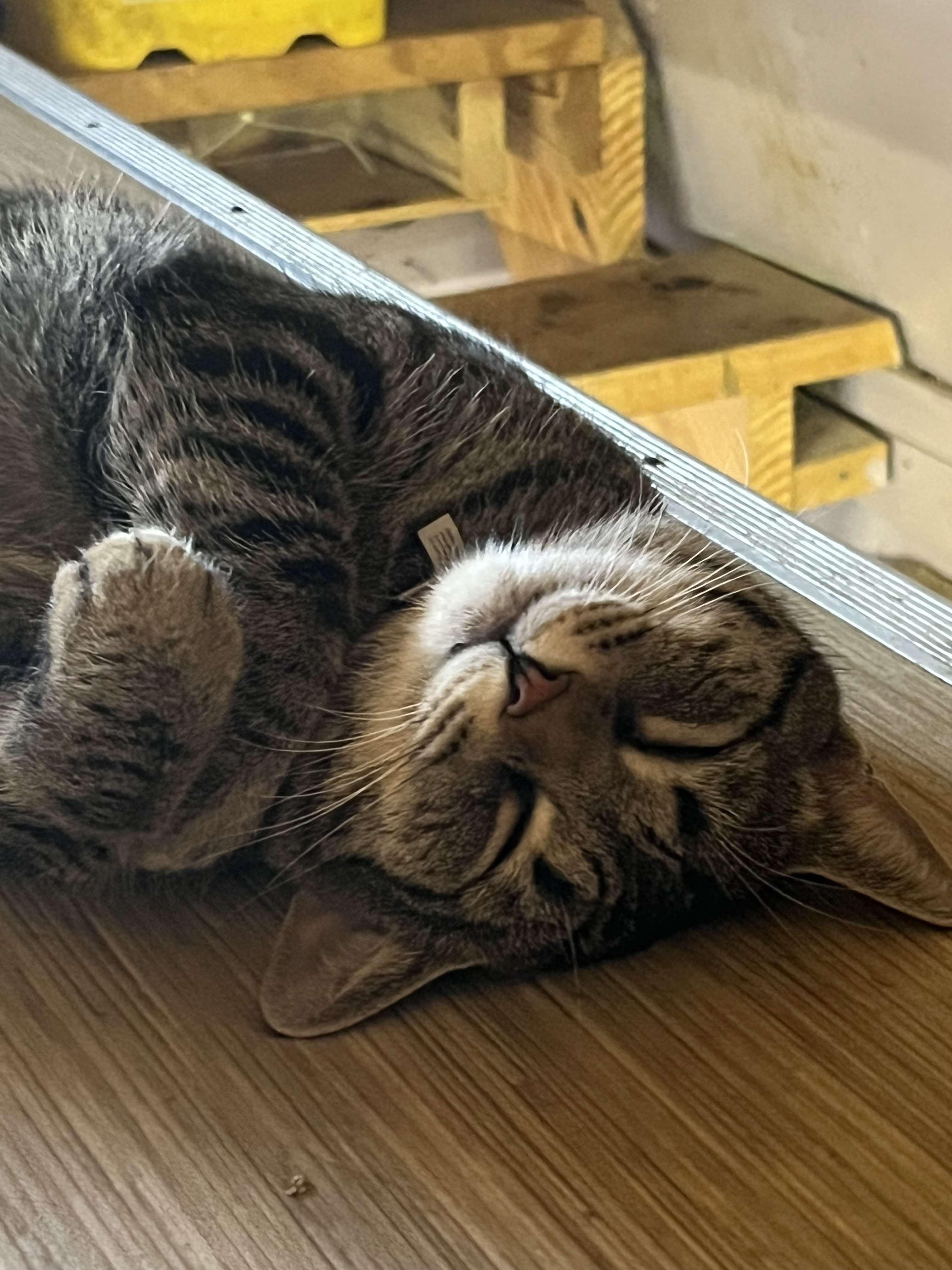 Enlarge Scat Kat Jones, a Adoptable mixed breed in Indianapolis, IN image 6/6