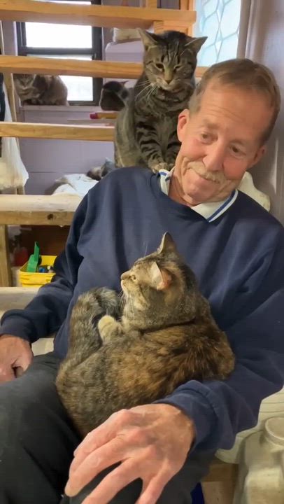 Enlarge Scat Kat Jones, a Adoptable mixed breed in Indianapolis, IN video 2/6