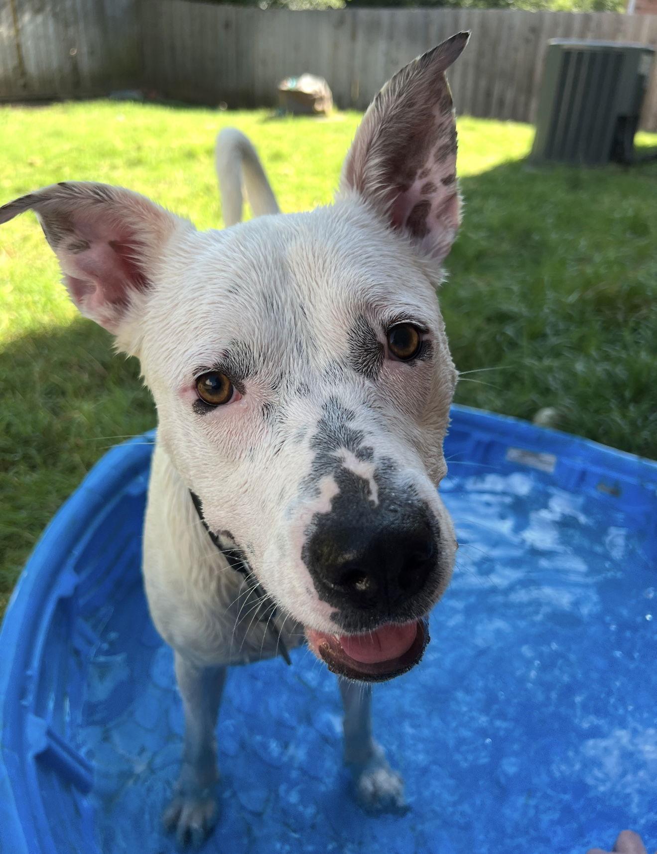 Biscuit, Adoptable, Young Male Terrier & Boxer.
