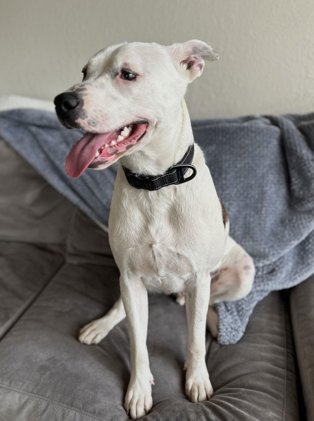 Biscuit, a Adoptable mixed breed in Euless, TX image 2/3