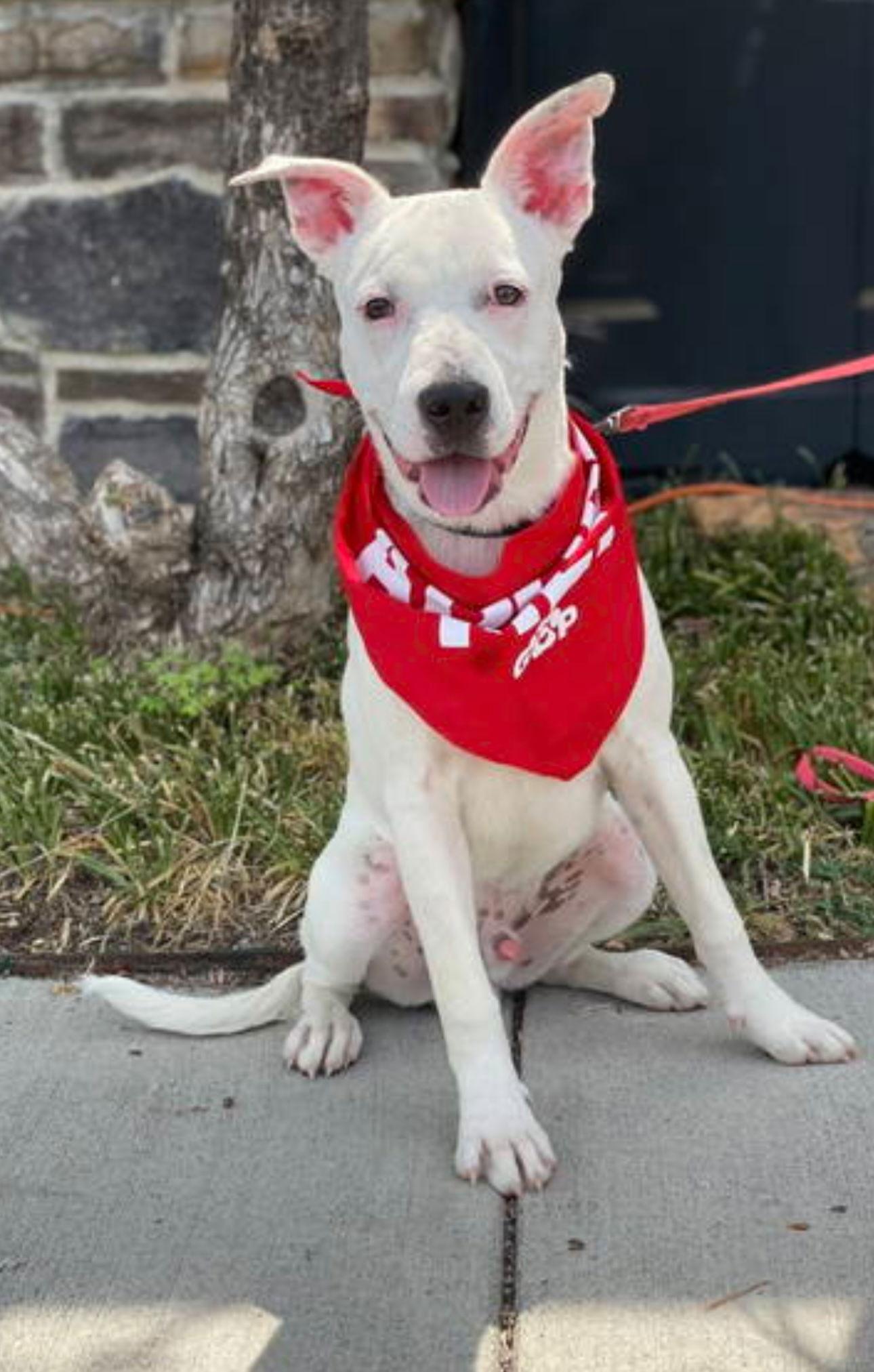 Biscuit, a Adoptable mixed breed in Euless, TX image 3/3