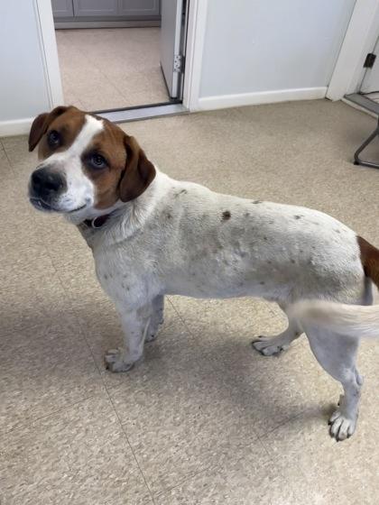 Laddie, Adoptable, Young Male Great Pyrenees & Mixed Breed.