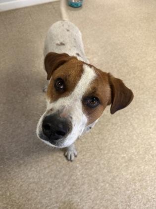 Enlarge Laddie, a Adoptable mixed breed in St. Anne, IL image 2/3