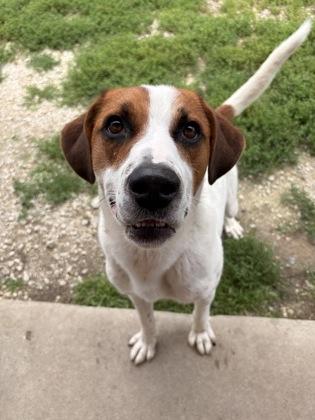 Laddie, Adoptable, Young Male Great Pyrenees & Mixed Breed.