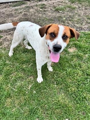 Enlarge Laddie, a Adoptable mixed breed in St. Anne, IL image 3/3