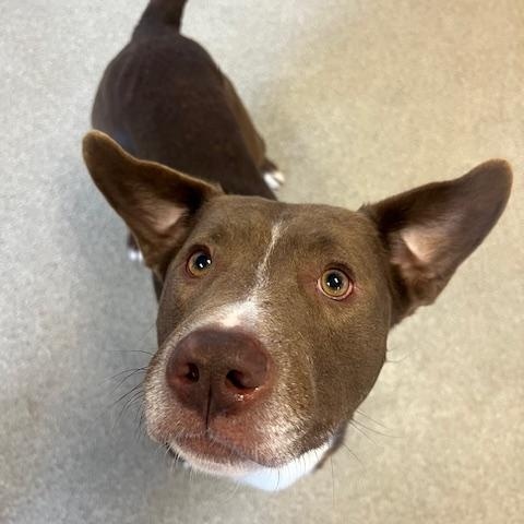 Enlarge Ziggy, a ADOPTABLE Pit Bull Terrier in Terre Haute, IN image 2/3