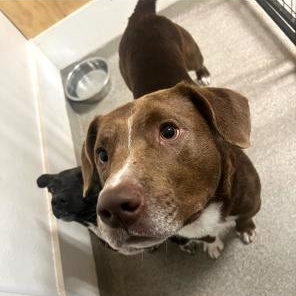 Ziggy, ADOPTABLE, Young Male Pit Bull Terrier.