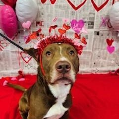 Enlarge Ziggy, a ADOPTABLE Pit Bull Terrier in Terre Haute, IN image 2/4