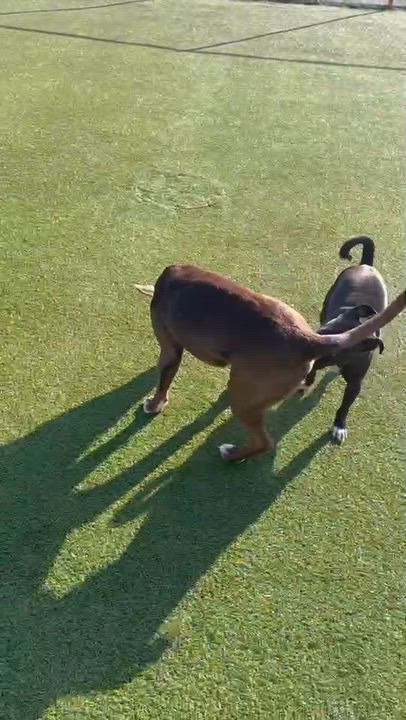 Enlarge Ziggy, a ADOPTABLE Pit Bull Terrier in Terre Haute, IN video 3/3