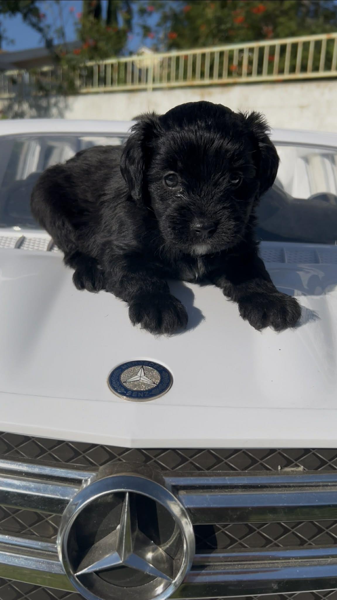 Espresso thumbnail 2