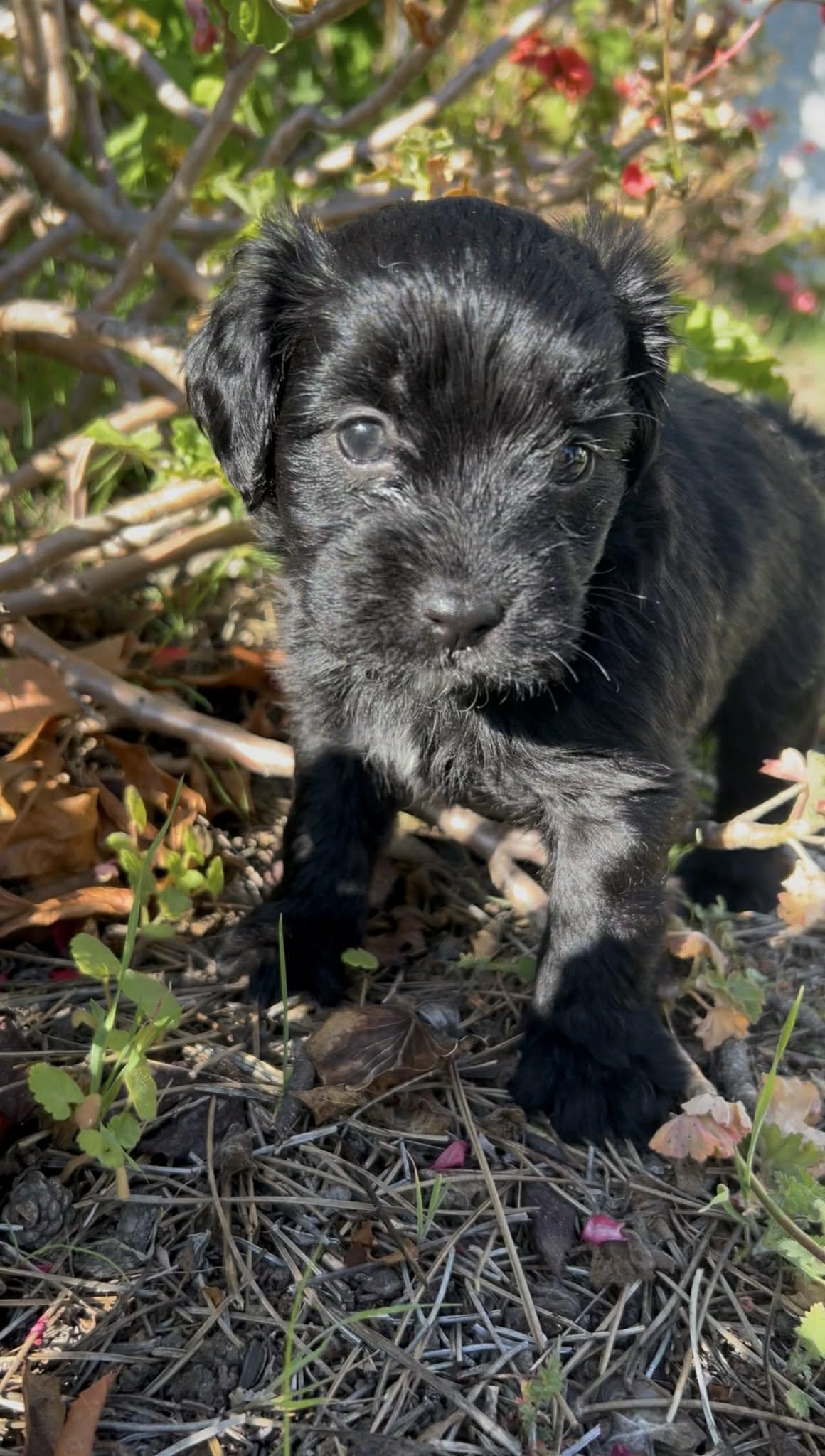 Espresso thumbnail 3