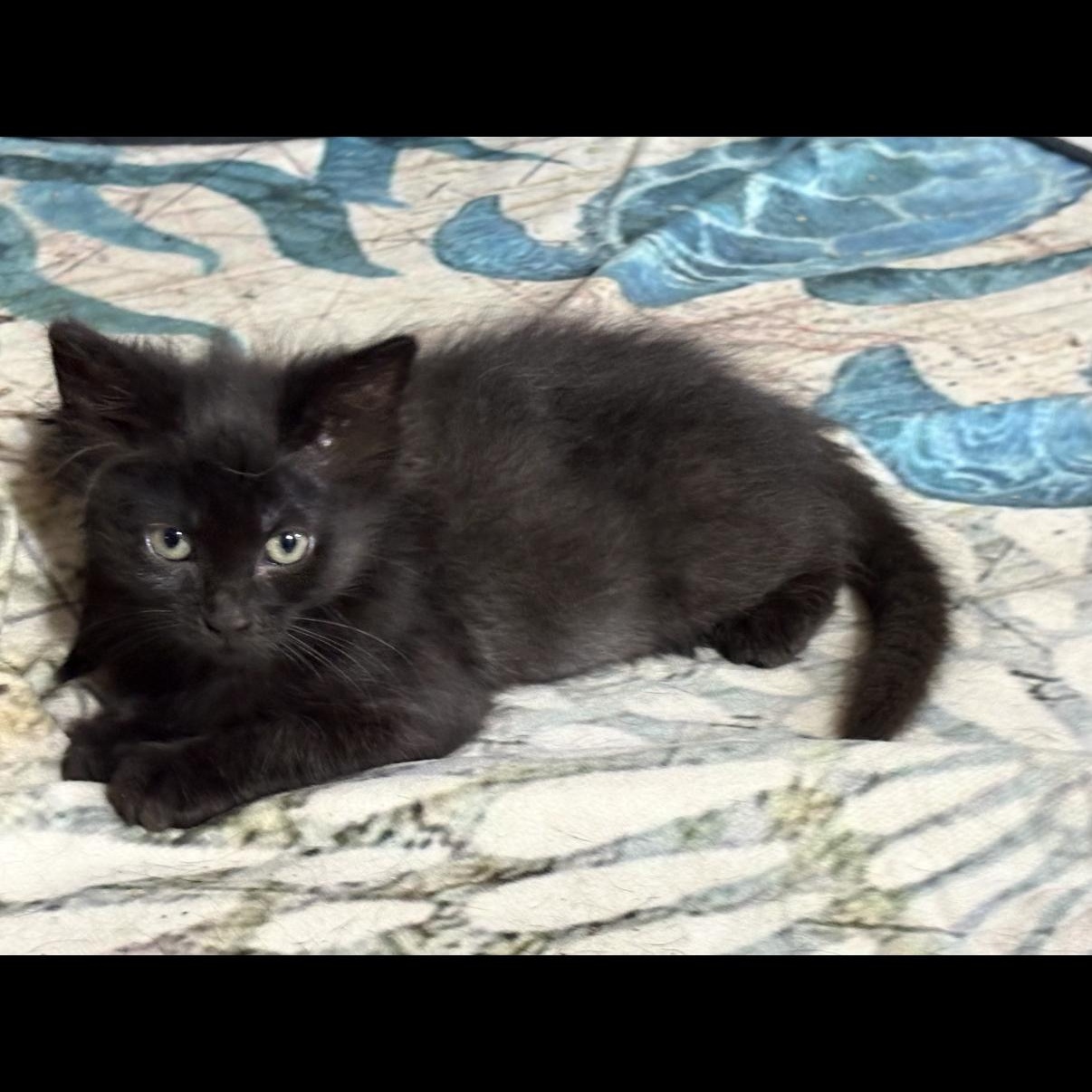 Enlarge Marci, a ADOPTABLE mixed breed in Omaha, NE image 2/2