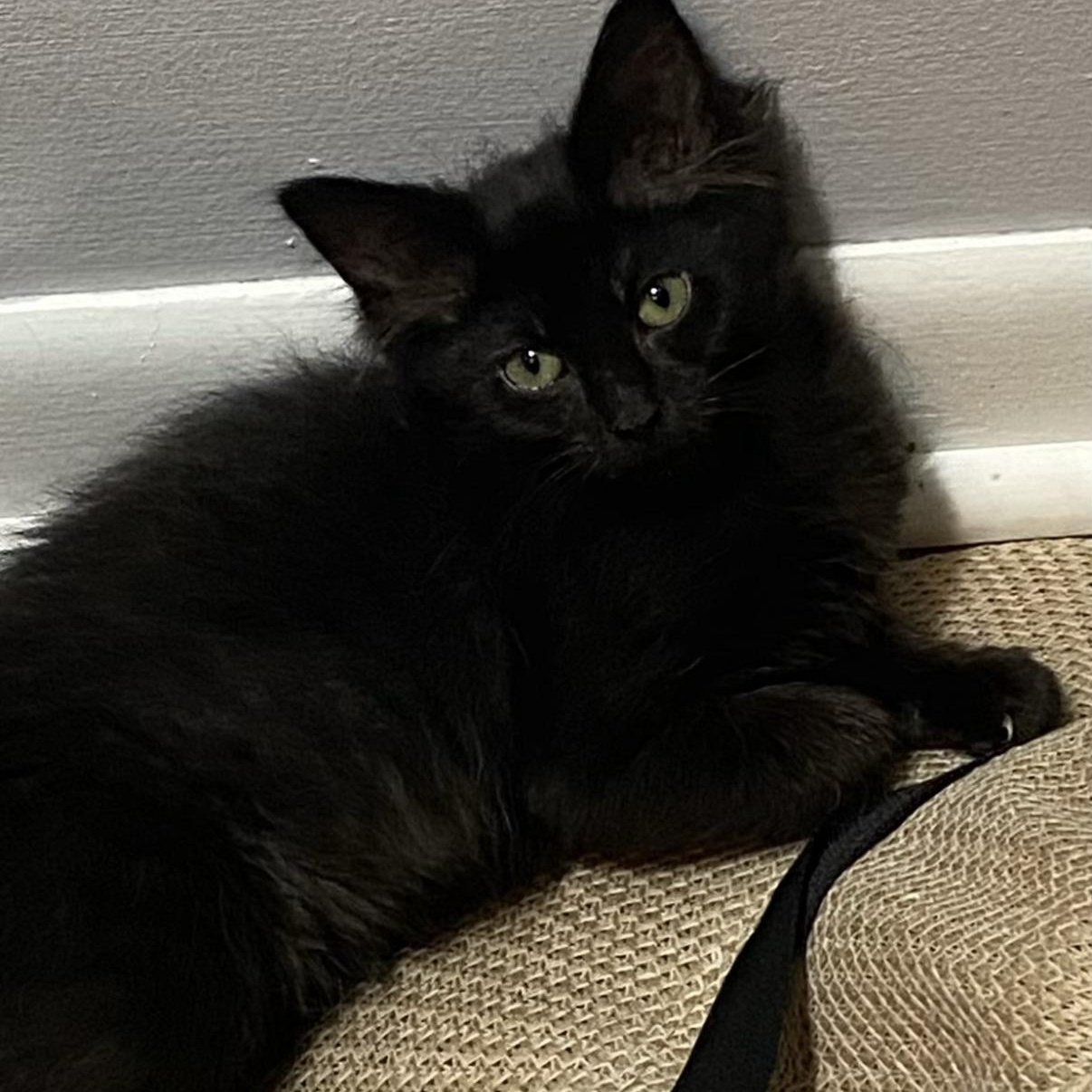 Marci, ADOPTABLE, Kitten Female Domestic Medium Hair.