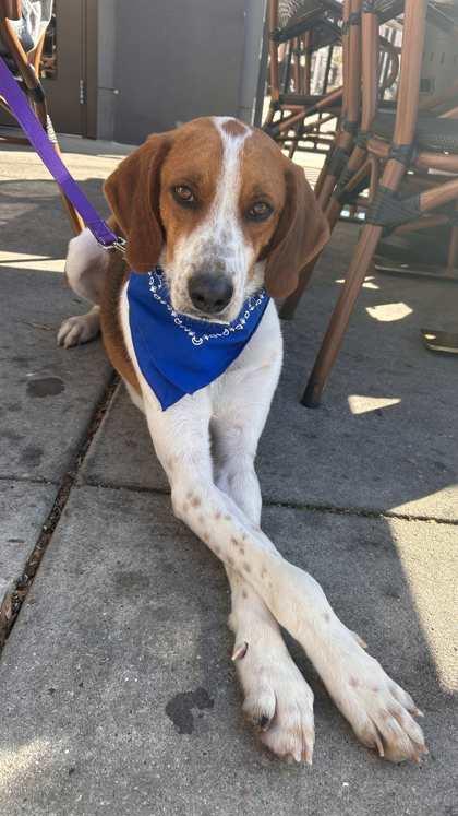 Enlarge Archer(HW+)@ Foster Home, a Adoptable mixed breed in Conway, SC image 1/3