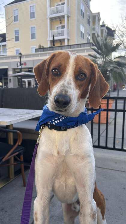 Archer(HW+)@ Foster Home, Adoptable, Young Male Hound & Mixed Breed.