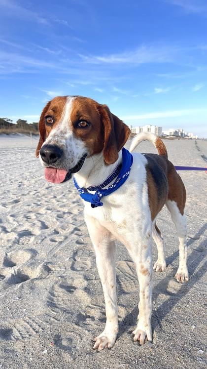 Enlarge Archer(HW+)@ Foster Home, a Adoptable mixed breed in Conway, SC image 3/3