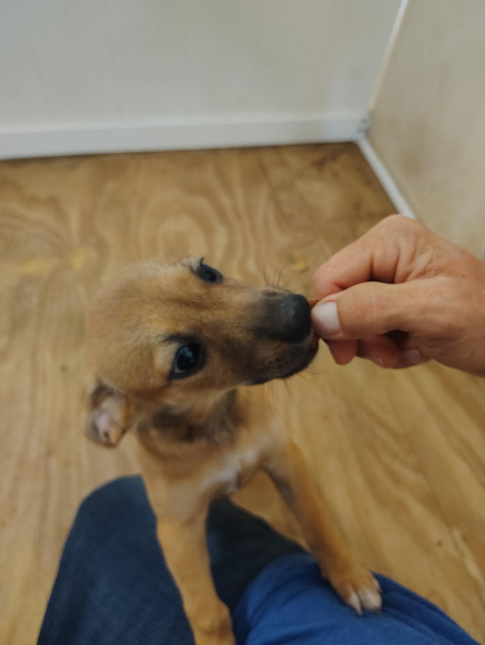 Polaris, Baby Female Labrador Retriever