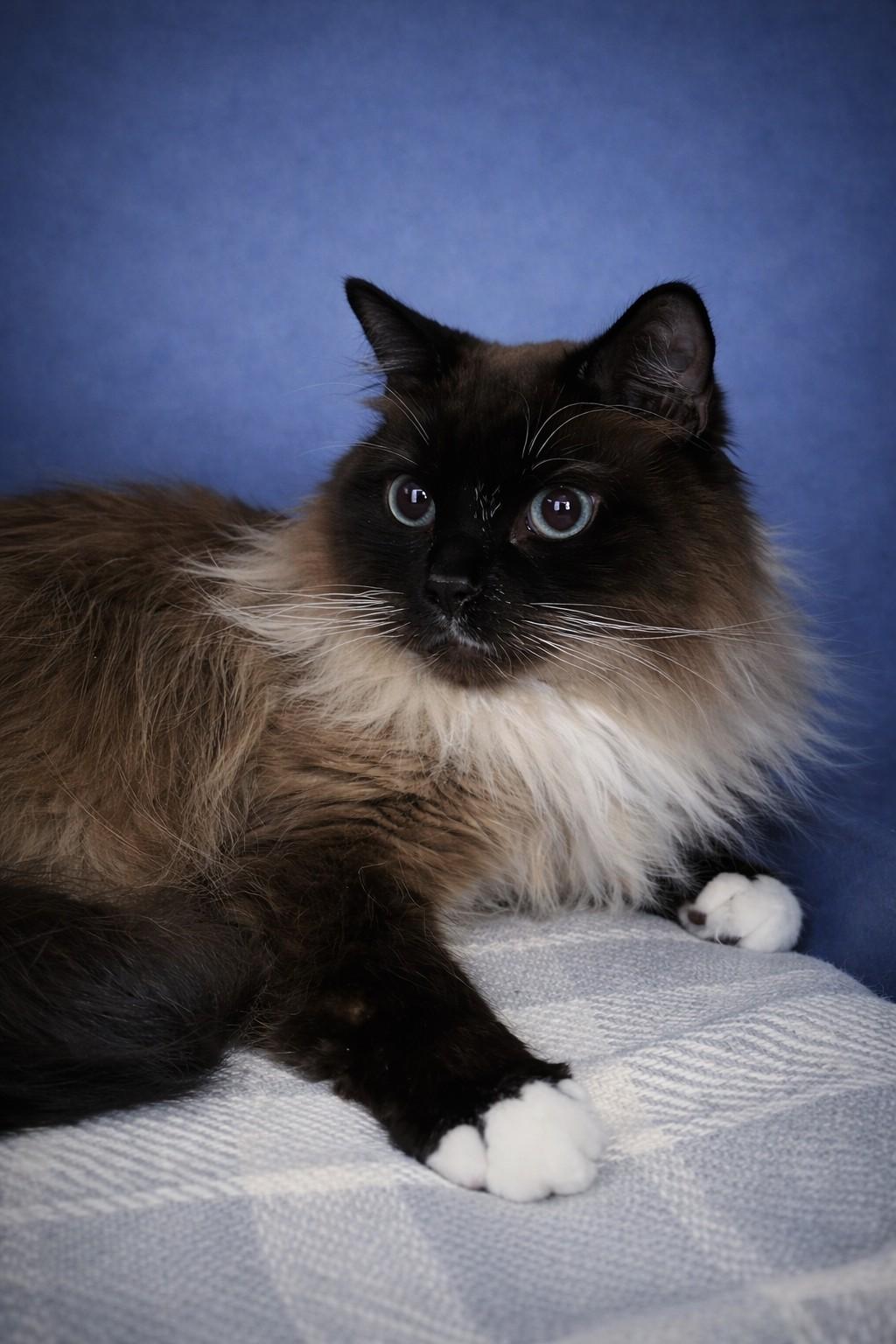 Lucky, adopted, Adult Male Himalayan & Siamese.