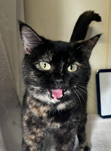 Sega — thumbnail 2