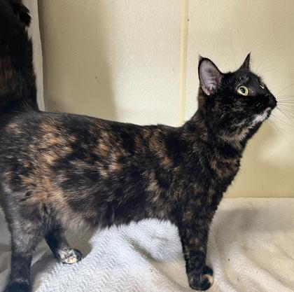 Sega — thumbnail 3