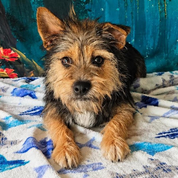 Tessa, a ADOPTABLE mixed breed in Montvale, NJ image 1/3