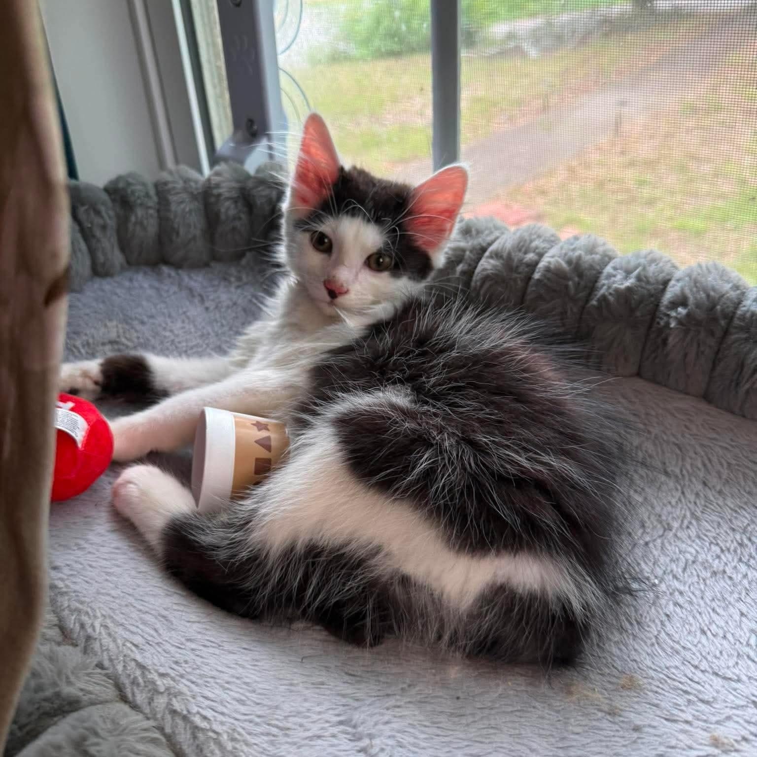 Shang, ADOPTABLE, Kitten Male Manx & Domestic Long Hair.