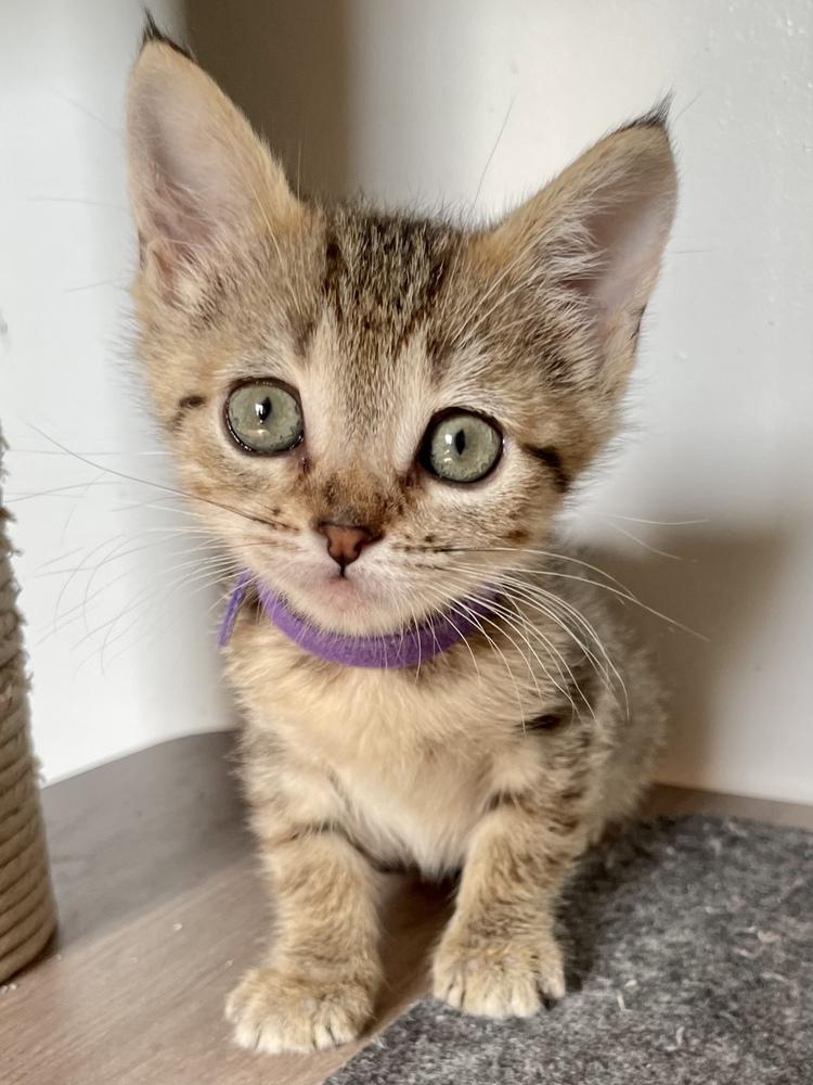 Avery, Adoptable, Kitten Female Tabby.