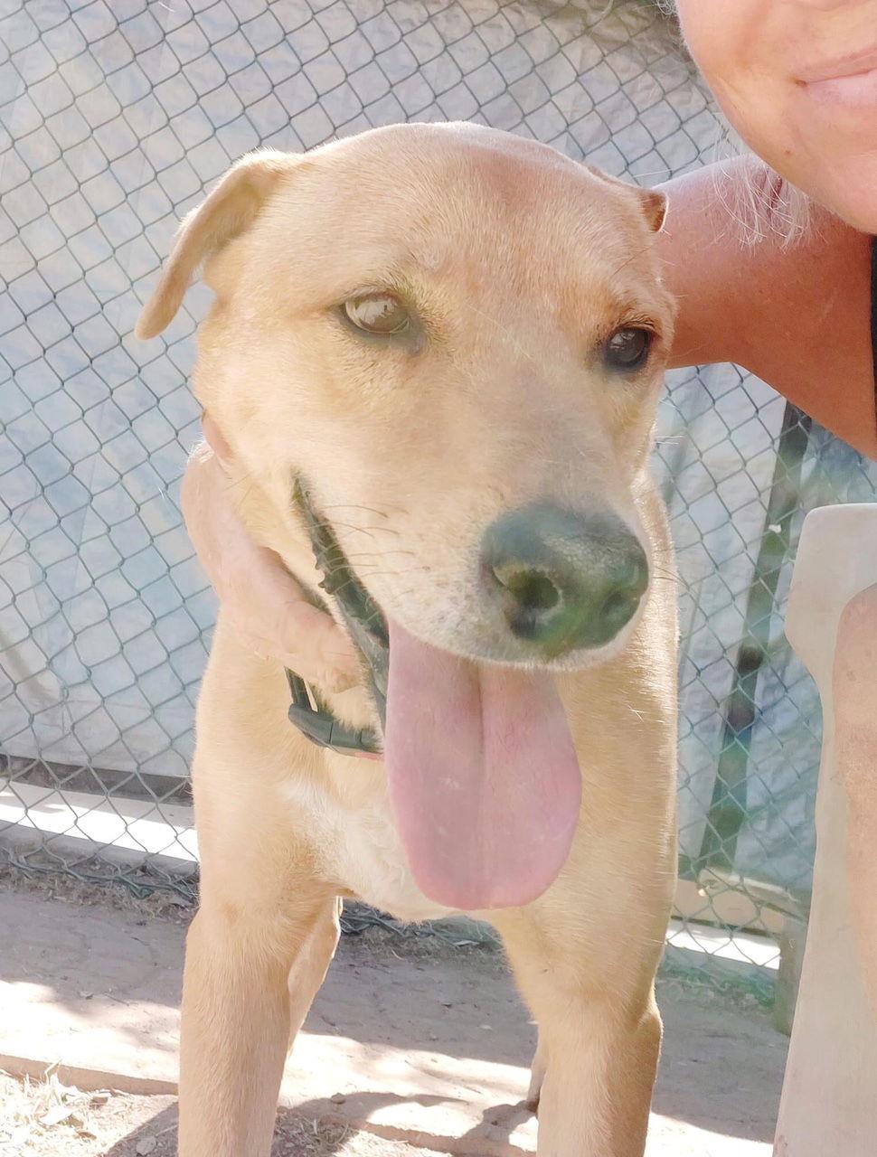 Alan, Adopted, Adult Male Labrador Retriever.