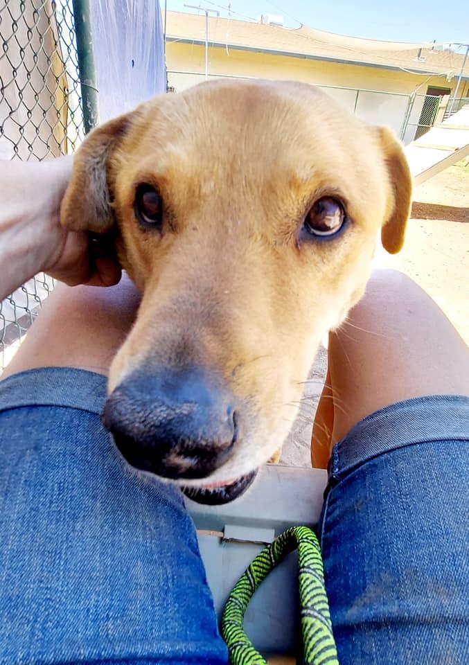 Alan, a Adopted Labrador Retriever in Phoenix, AZ image 2/3