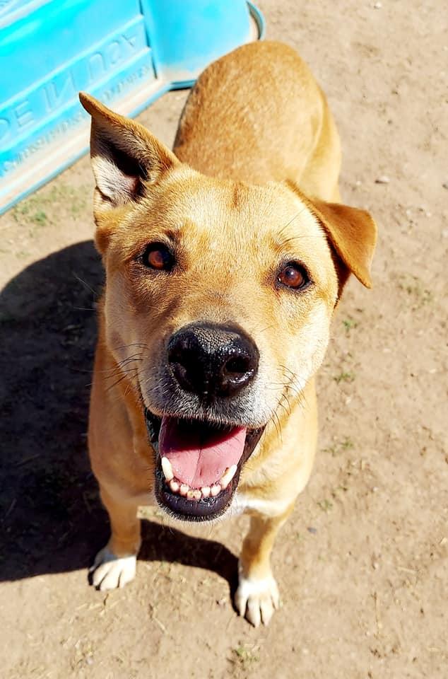 Alan, a Adopted Labrador Retriever in Phoenix, AZ image 3/3