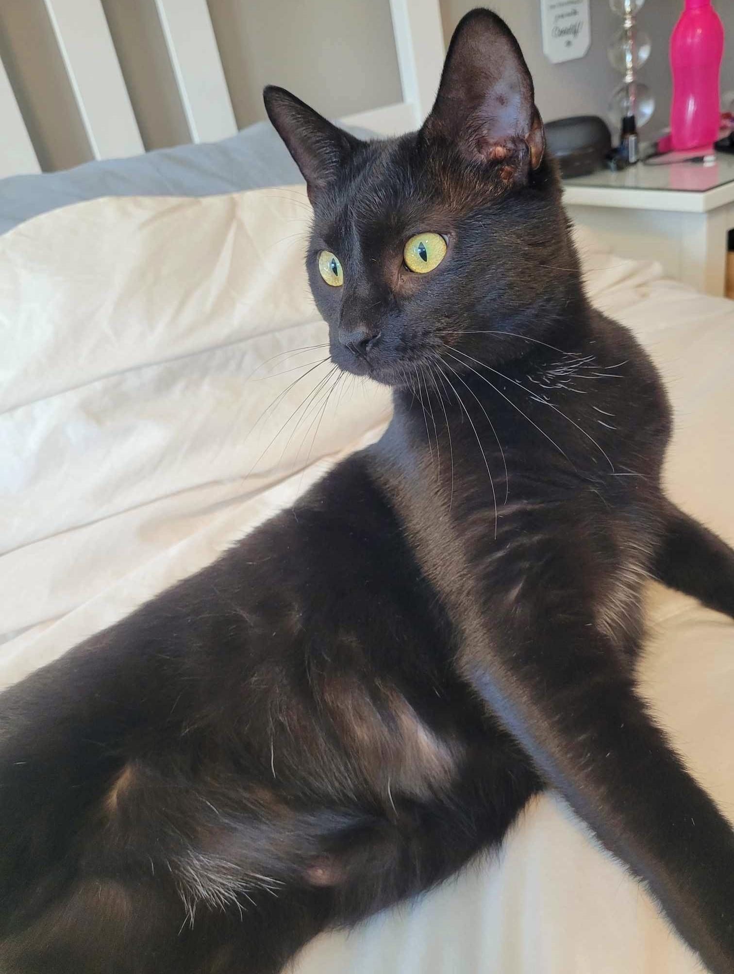 Hoshi, an adopted Domestic Short Hair in Chertsey, QC image 4/6