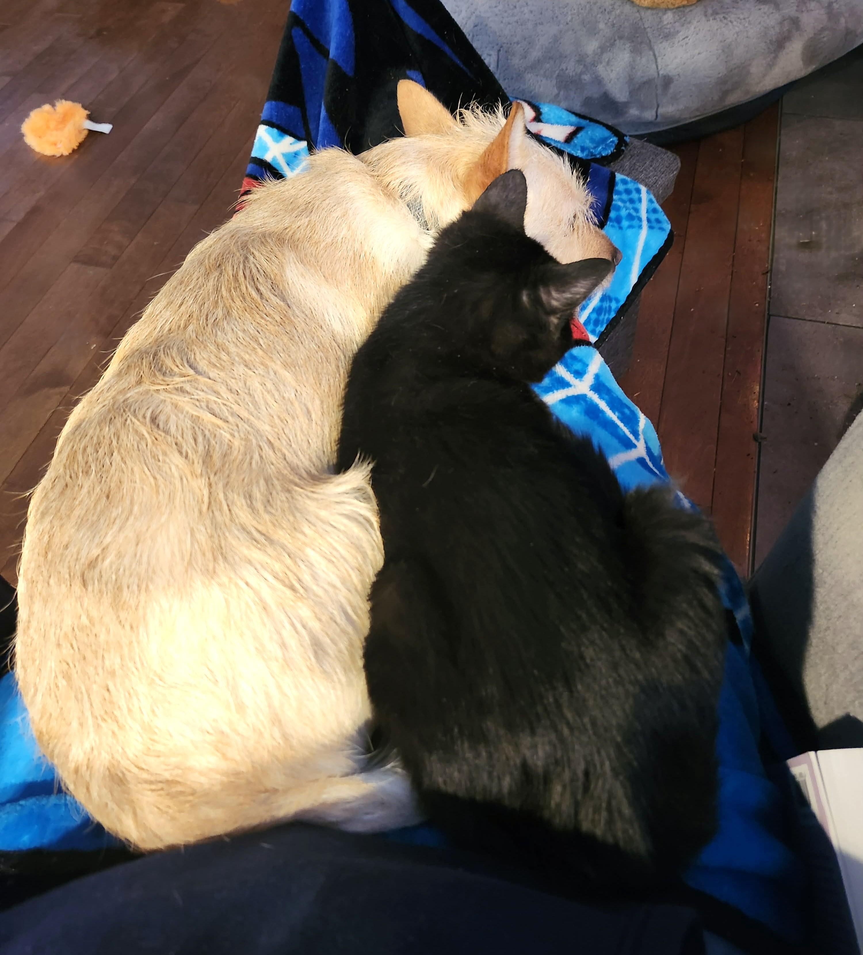 Hoshi, an adopted Domestic Short Hair in Chertsey, QC image 5/6