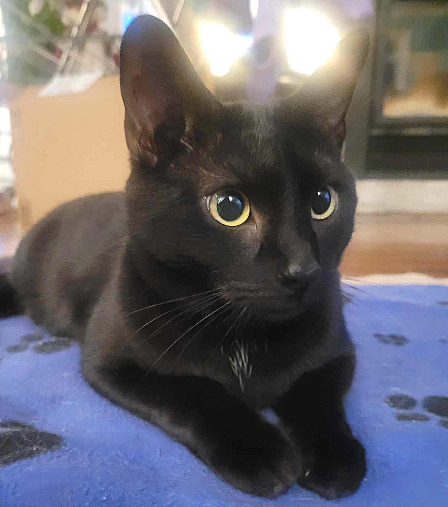 Hoshi, an adopted Domestic Short Hair in Chertsey, QC image 6/6