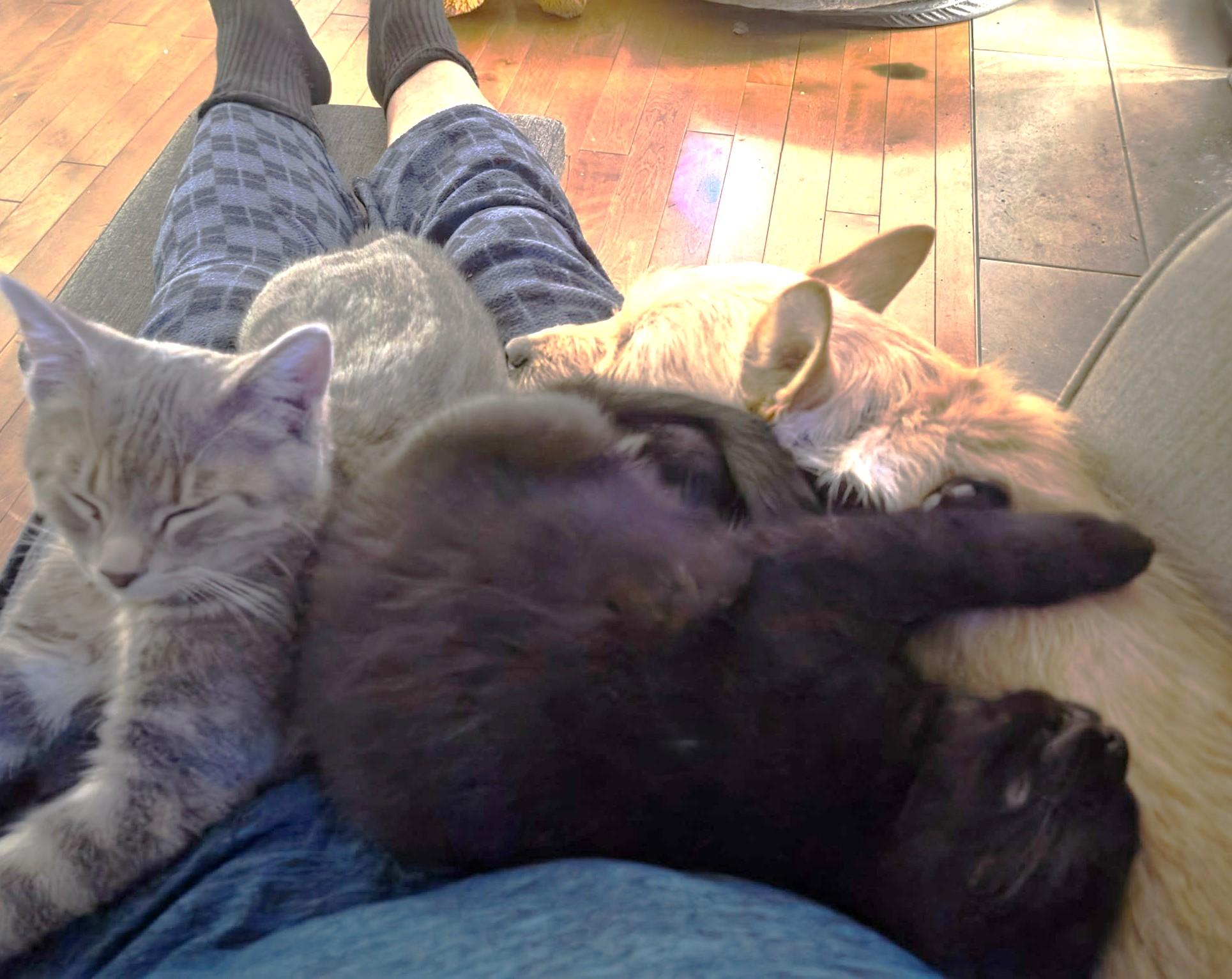 Hoshi, an adopted Domestic Short Hair in Chertsey, QC image 2/6