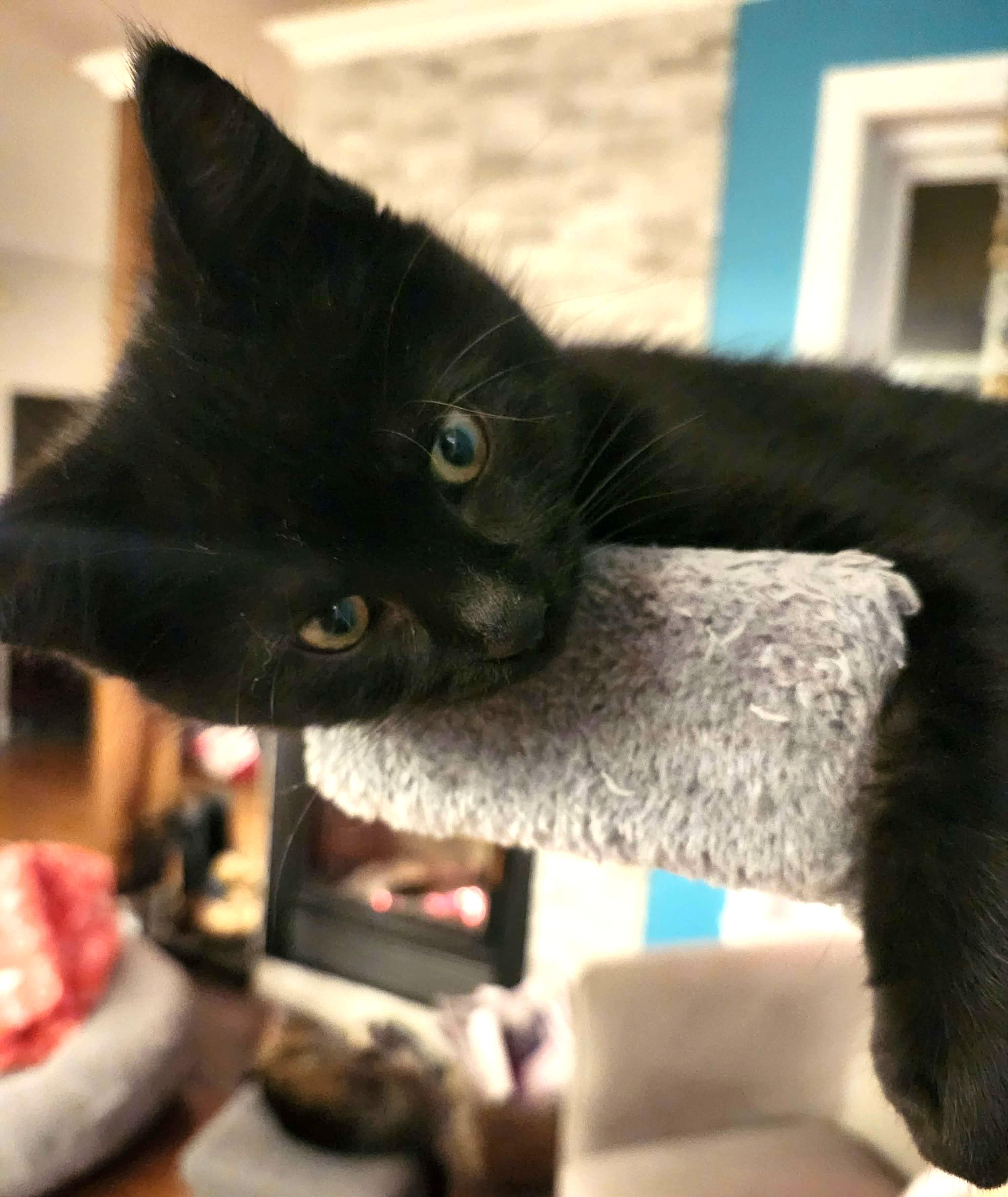 Hoshi, an adopted Domestic Short Hair in Chertsey, QC image 1/6