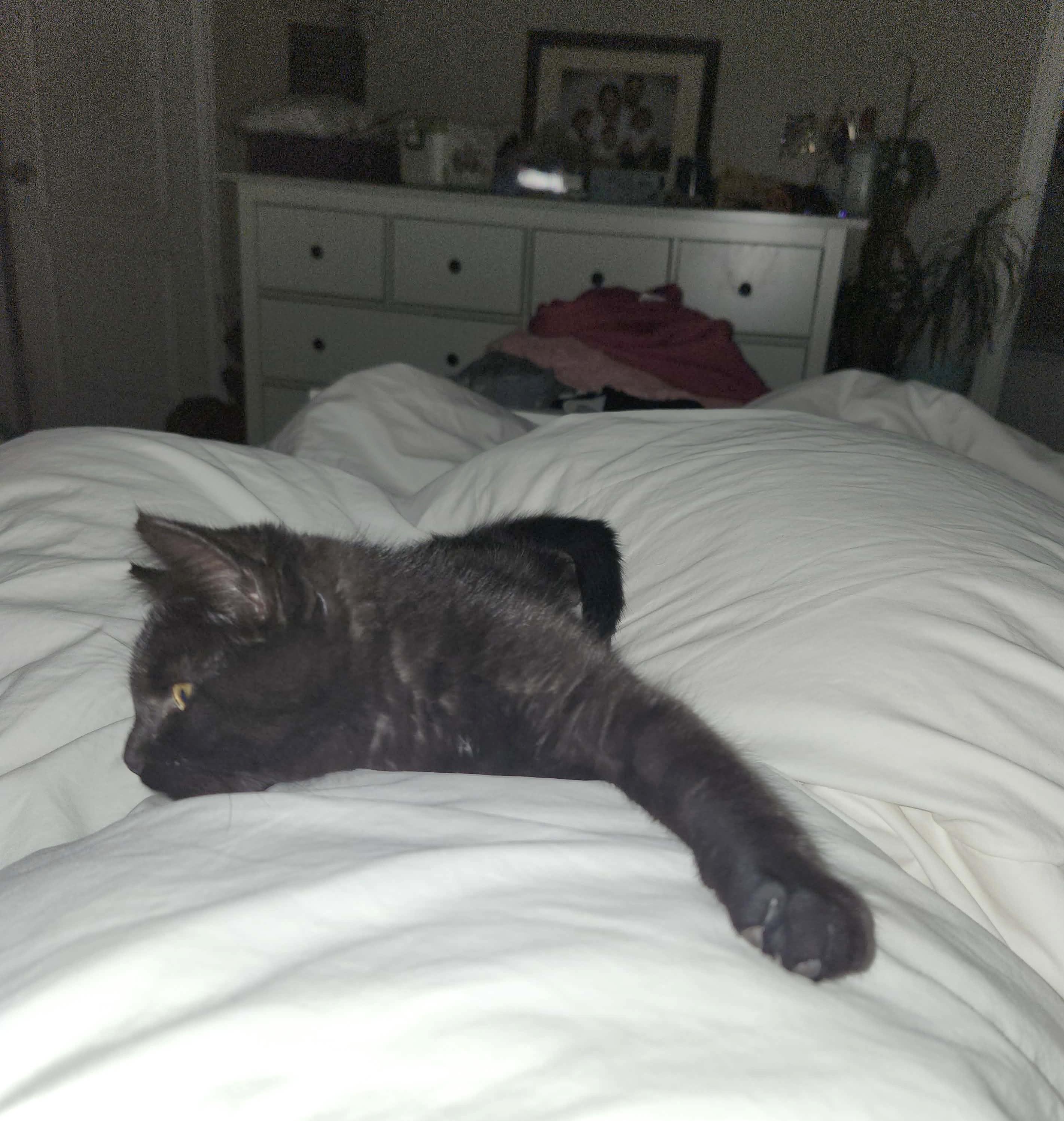 Hoshi, an adopted Domestic Short Hair in Chertsey, QC image 3/6