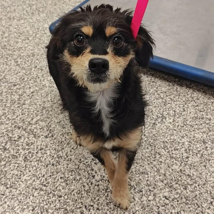 Paprika, Adopted, Young Female Dachshund & Terrier.