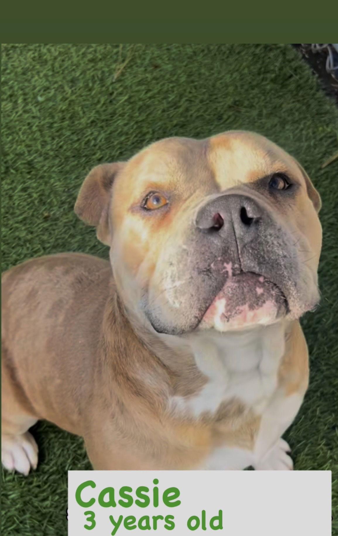 Cassie, a Adopted American Staffordshire Terrier in San Diego, CA image 1/3