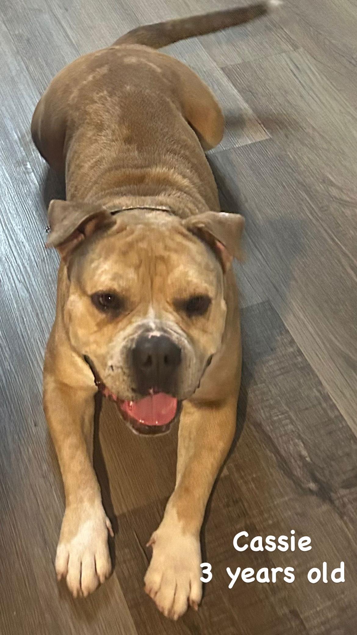 Cassie, a Adopted American Staffordshire Terrier in San Diego, CA image 2/3