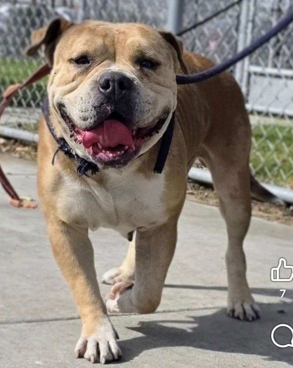 Cassie, a Adopted American Staffordshire Terrier in San Diego, CA image 3/3