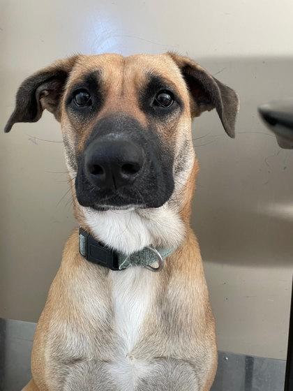 Enlarge Baby Girl, a Adoptable mixed breed in South Bend, IN image 1/3