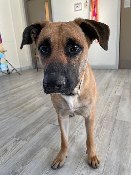 Enlarge Baby Girl, a Adoptable mixed breed in South Bend, IN image 2/3