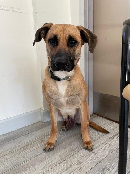 Enlarge Baby Girl, a Adoptable mixed breed in South Bend, IN image 3/3