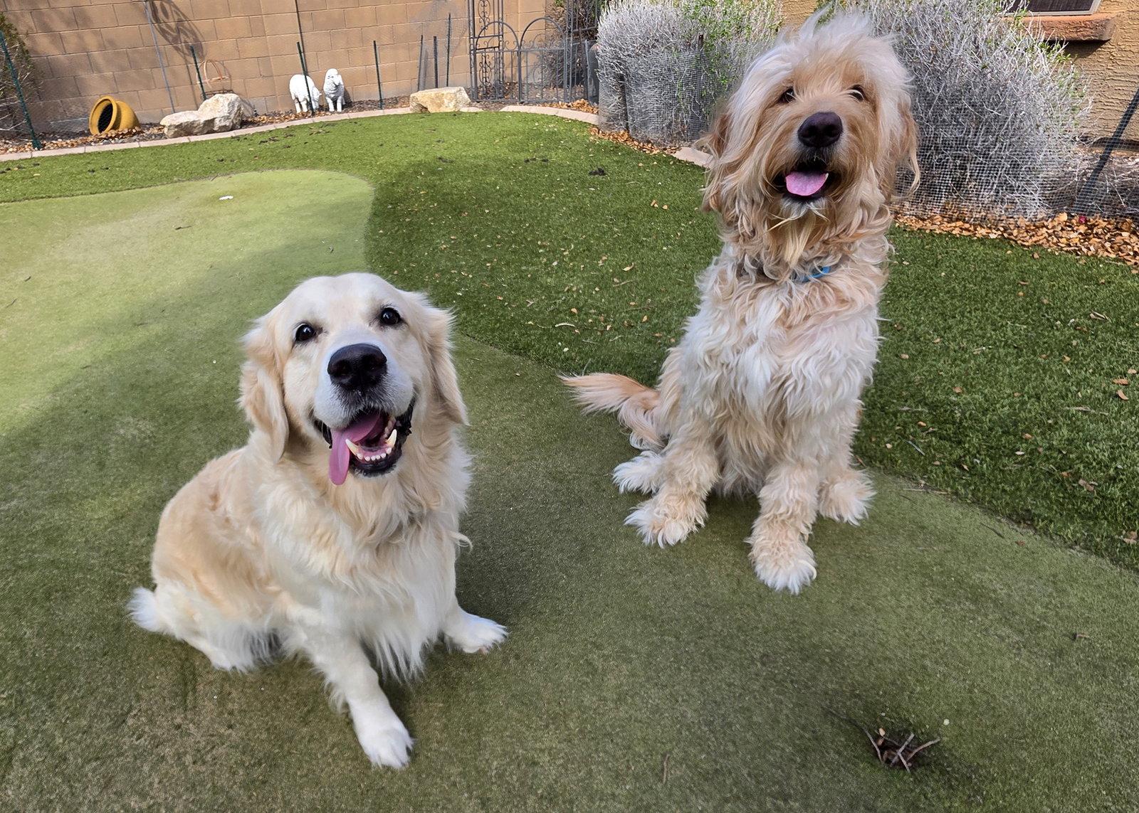 Barkley, Adoptable, Young Male Golden Retriever & Standard Poodle.