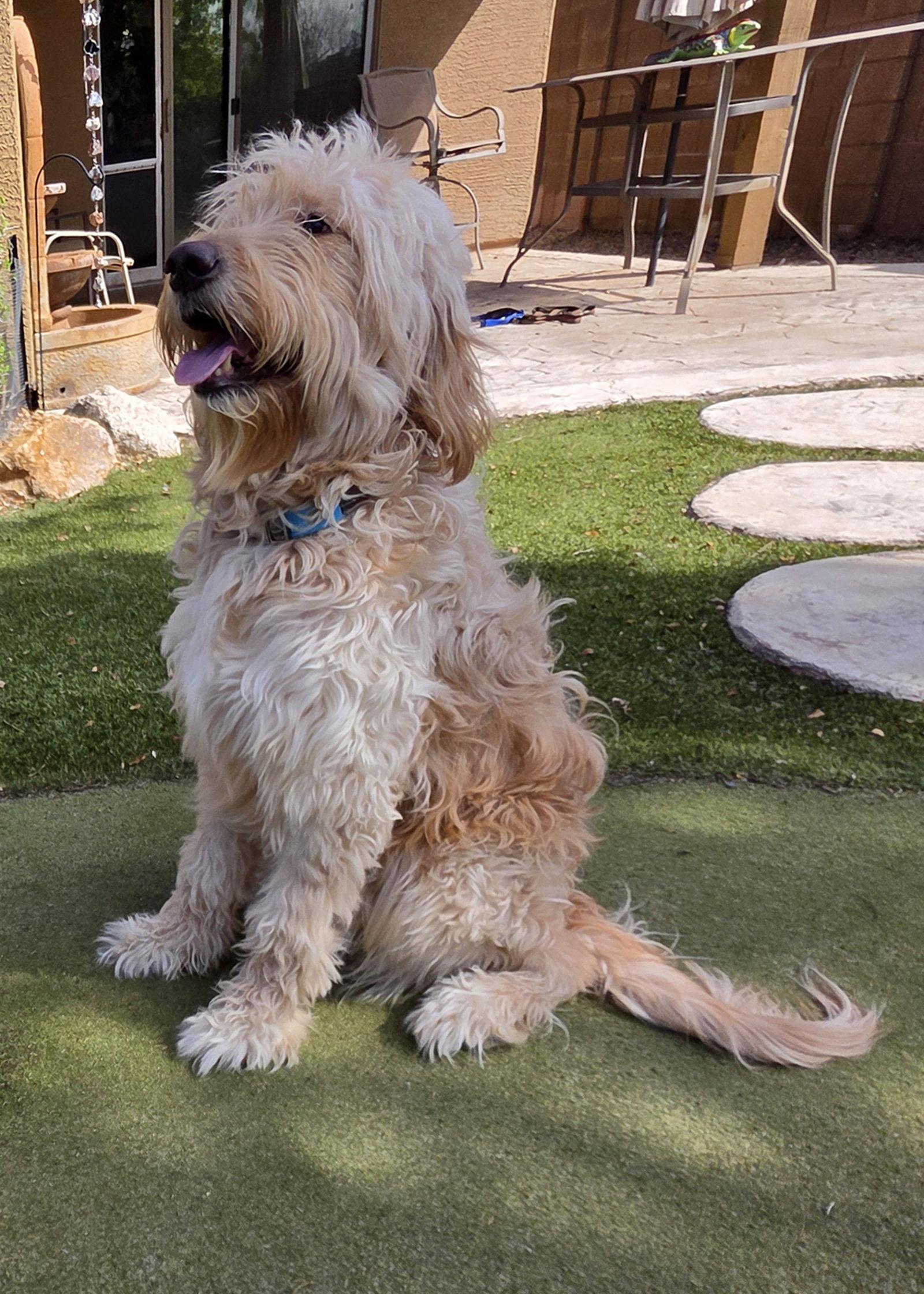 Enlarge Barkley, a Adoptable mixed breed in Glendale, AZ image 2/3