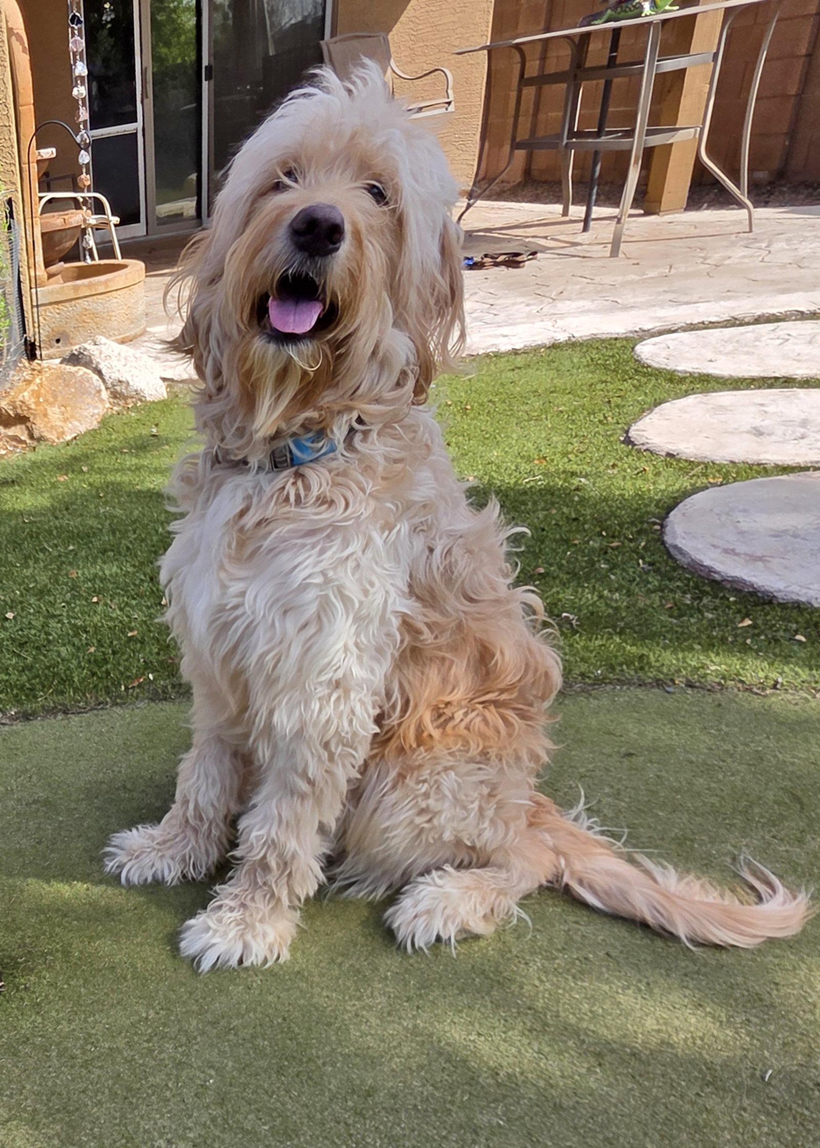 Enlarge Barkley, a Adoptable mixed breed in Glendale, AZ image 3/3